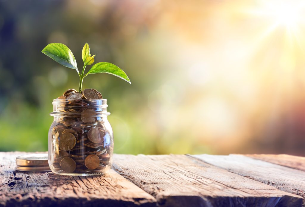 Money Jar Plant